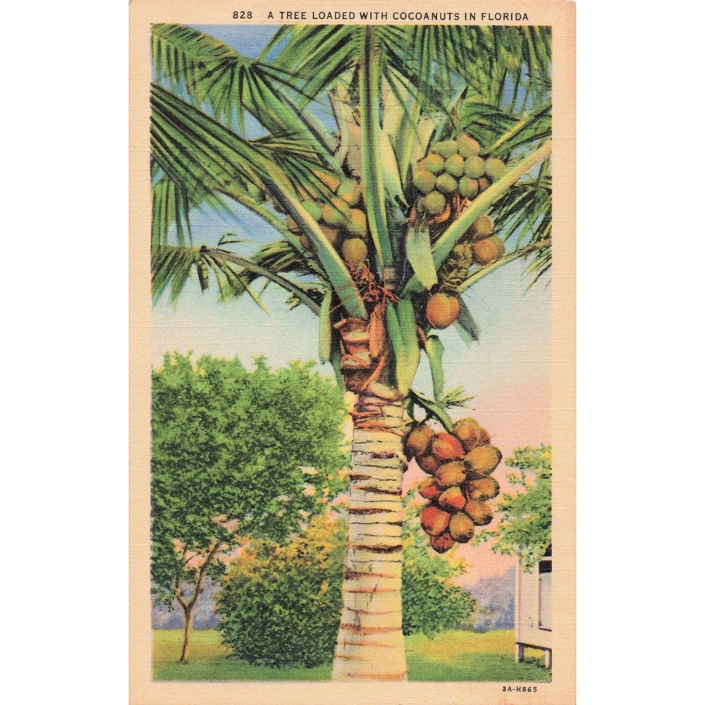 Vintage Florida Linen Postcard Coconut Palm Tree 828 Curt Teich Art-Colortone - Picture 1 of 2
